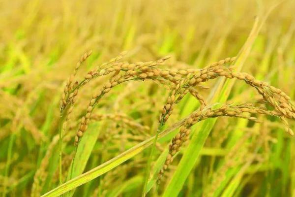 中国海水稻的种植面积，2022年年底已突破100万亩