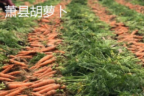 安徽省萧县的特产，高滩萝卜久负盛名