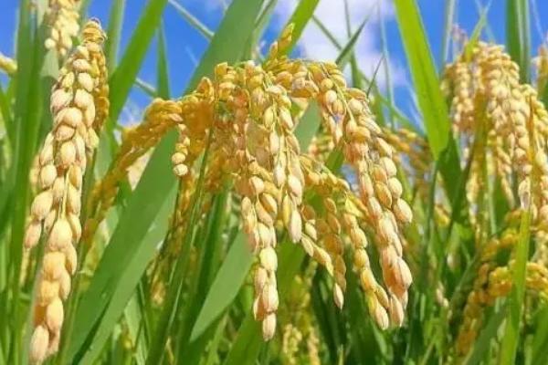 新科稻37水稻品种简介，全生育期157天