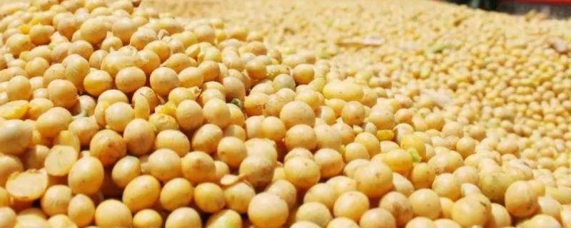 郑1807大豆种子简介，密度1.2-1.4万株/亩