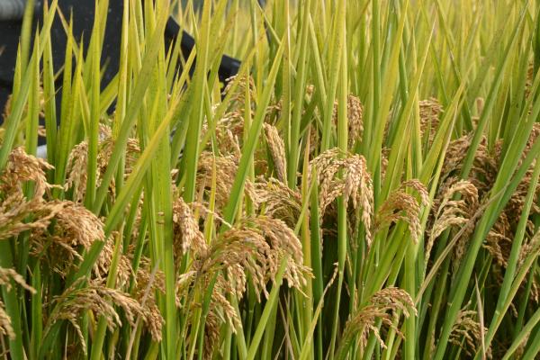 金香优丝苗水稻种子特征特性，全生育期134天