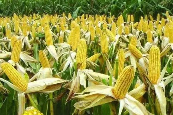 华玉25玉米种简介，单作每亩种植3500株