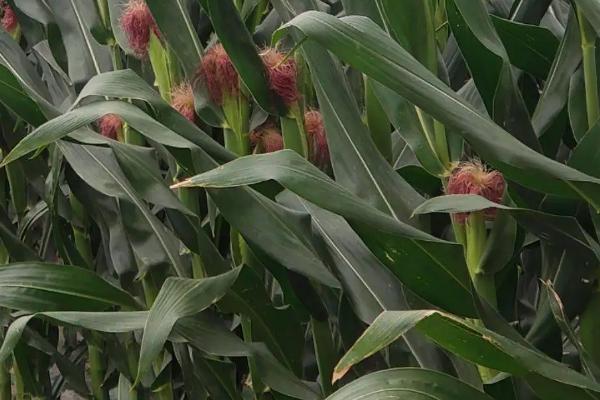 腾龙208玉米种子特点，3月下旬至4月初播种