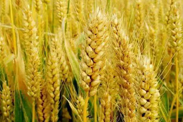 襄麦93小麦种简介，属偏春性品种