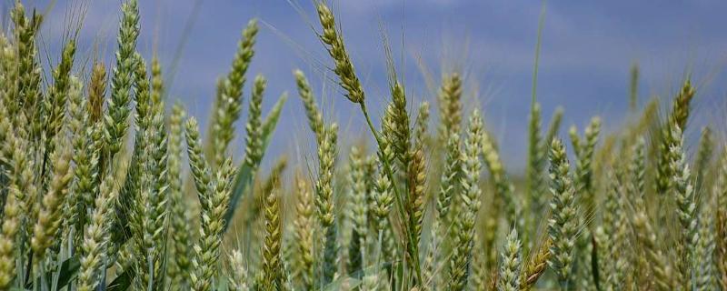 襄麦93小麦种简介，属偏春性品种