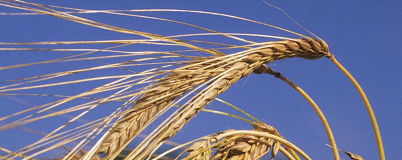 鄂麦805小麦种子特点，属偏春性品种
