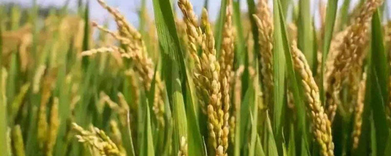 法32S水稻种子介绍，在海南冬繁11月中下旬播种