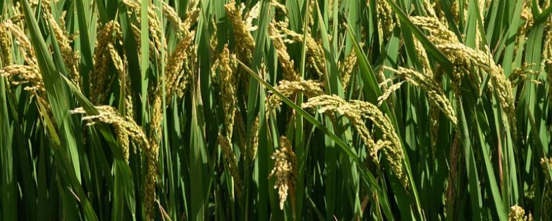 G189S水稻种子简介，秧田亩播种量6～8公斤