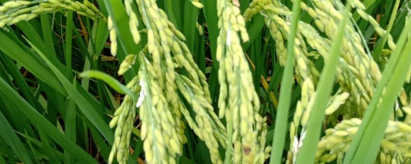 惠香8A水稻种简介，不育系5月下旬播种