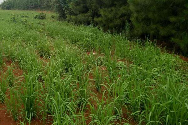 华糯4S水稻种子简介，秧田亩播种量12公斤