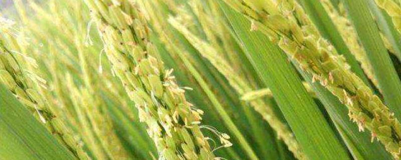 761S水稻种子介绍，在海南冬繁11初播种