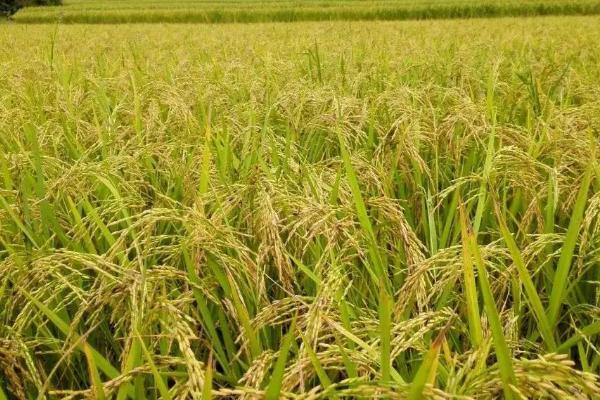 华糯4S水稻种子简介，秧田亩播种量12公斤