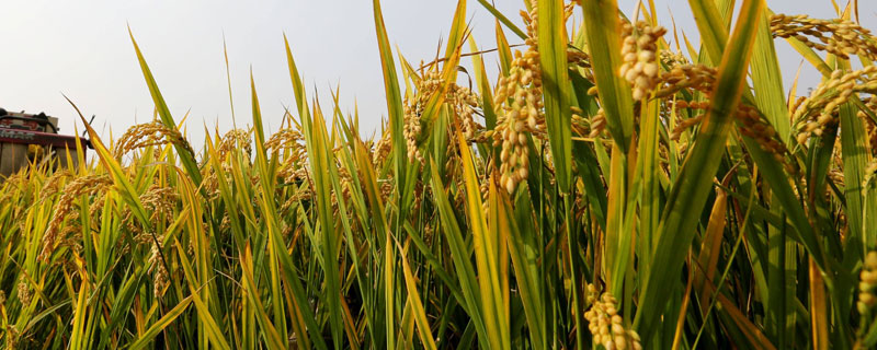 雨两优228水稻种简介，秧田亩播种量7公斤左右