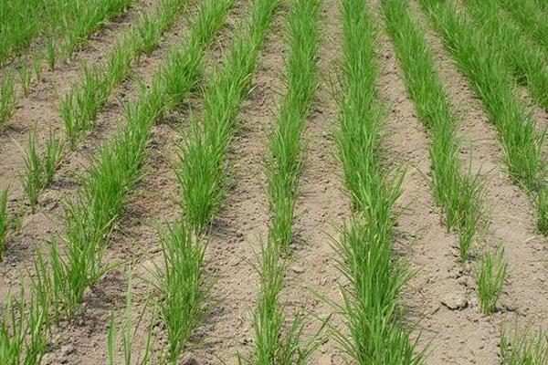雨两优228水稻种简介，秧田亩播种量7公斤左右