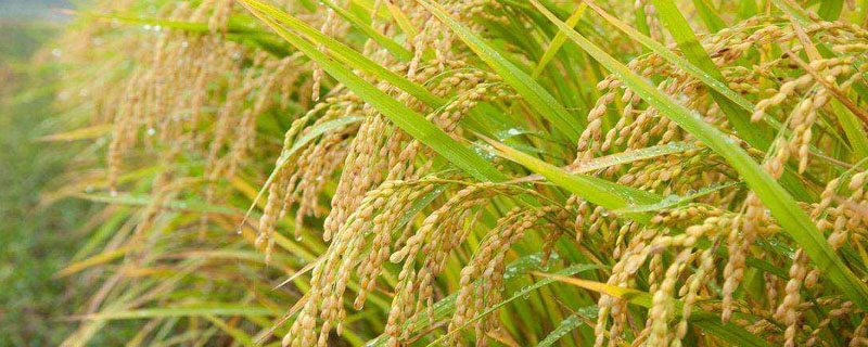 贡两优17水稻种简介，播种前宜用咪鲜胺浸种