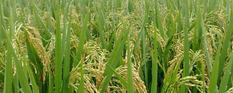 荃优8238水稻品种的特性，秧田亩播种量10公斤左右