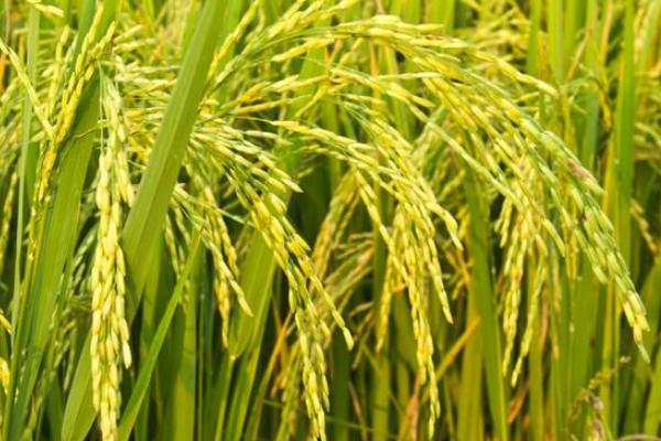 纳优51水稻种子简介，晚造全生育期109～114天
