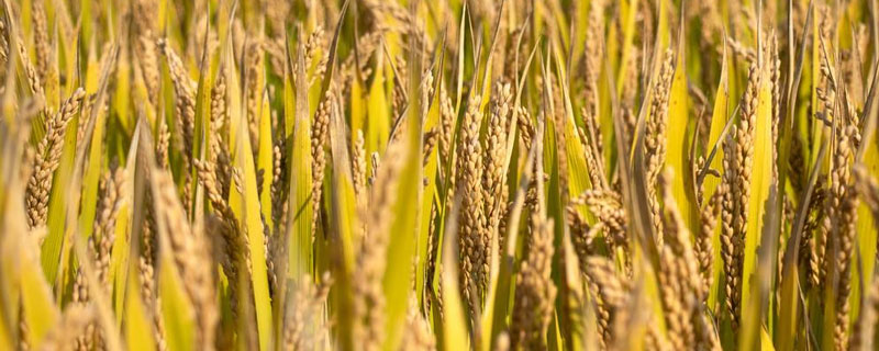 青香优合莉油占水稻种子介绍，特别注意防治稻瘟病和白叶枯病