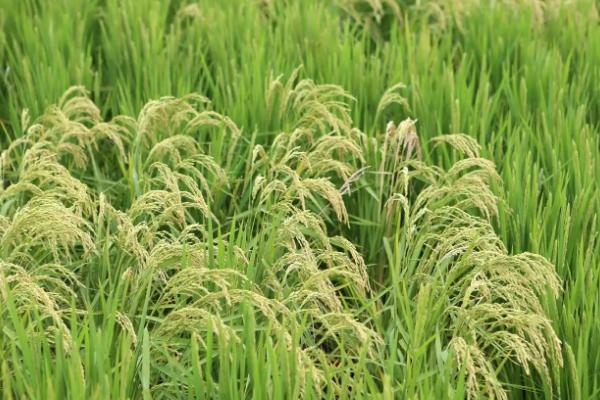 Ⅱ优5522水稻种子特征特性，晚造全生育期117～118天