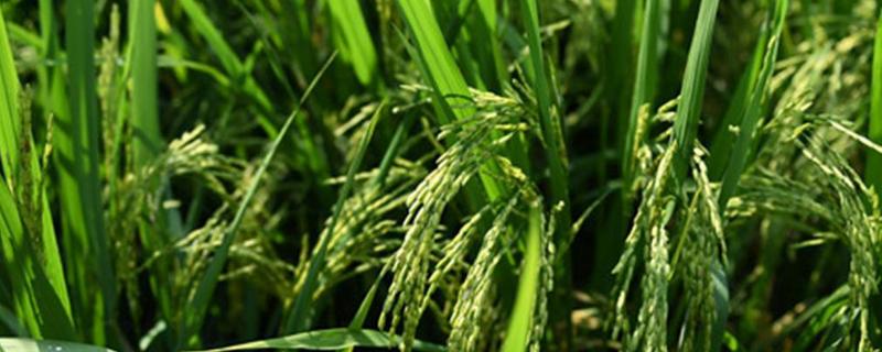 双牙香占水稻种简介，特别注意防治白叶枯病