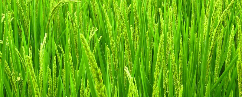 香禾优1002水稻种子简介，注意防治白叶枯病