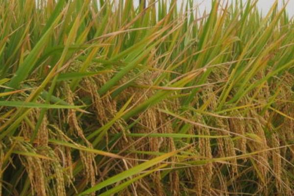 Ⅱ优5522水稻种子特征特性，晚造全生育期117～118天