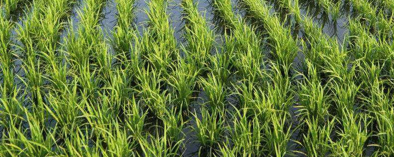 儒两优谷香29水稻种子特点，全生育期112.8天