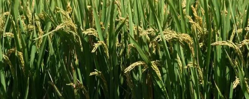 汉两优851水稻种子特征特性，全生育期116.1天