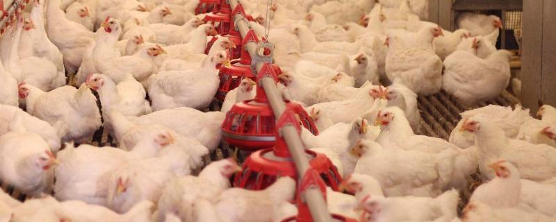 养鸡场经常发病的原因，消毒和防疫工作不到位是重要因素