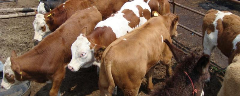 牛百叶干病的发生原因，饲料过于干燥或水分不足会导致