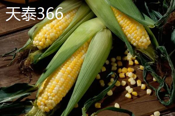有哪些品质好的玉米种，天泰366、优迪919、登海605等品种均为良种