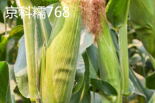 有哪些品质好的玉米种，天泰366、优迪919、登海605等品种均为良种