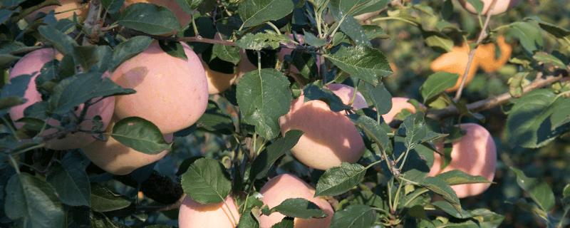 苹果着色的决定性因素，与品种、栽培环境和肥料等有关