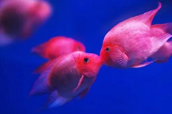 接吻鱼多久繁殖一次，一般4-6个月繁殖一次