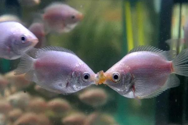 接吻鱼多久繁殖一次，一般4-6个月繁殖一次