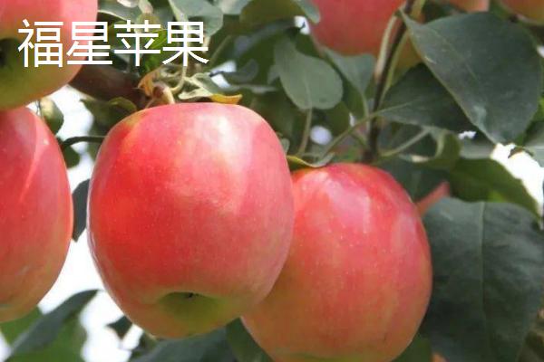 有哪些冷门苹果品种，包括印度青苹果、黄香蕉苹果、红星苹果等种类