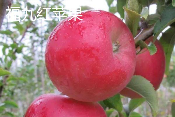 有哪些冷门苹果品种，包括印度青苹果、黄香蕉苹果、红星苹果等种类