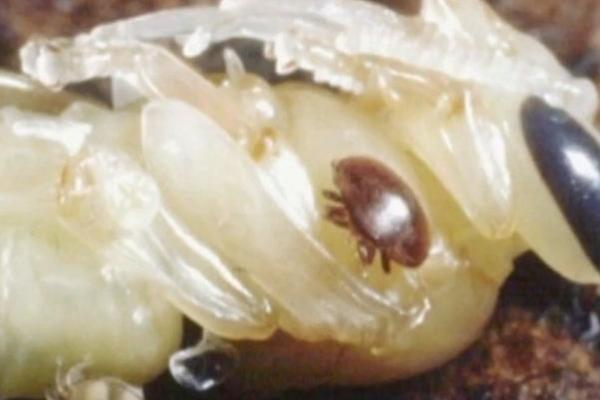 意蜂除螨用什么药，可用触杀剂、熏烟剂和熏蒸剂