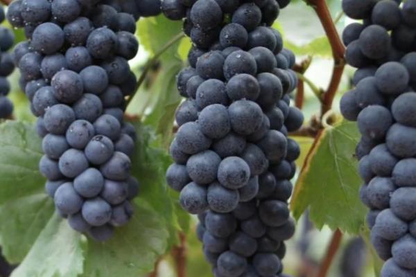 夏黑葡萄相关介绍，也叫夏黑无核葡萄、属于欧美杂交品种