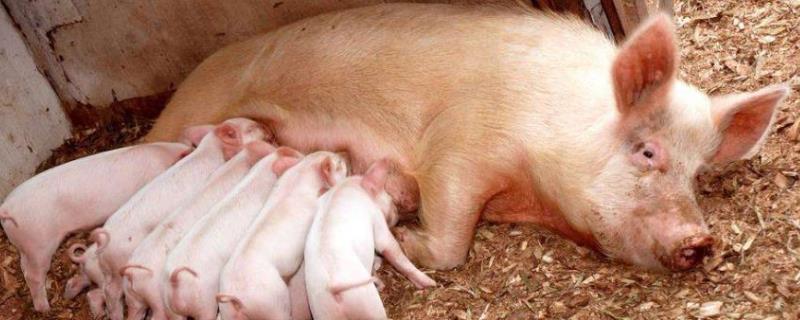 哺乳母猪的摄食量为什么比较少，原因包括温度不适、便秘、产后感染