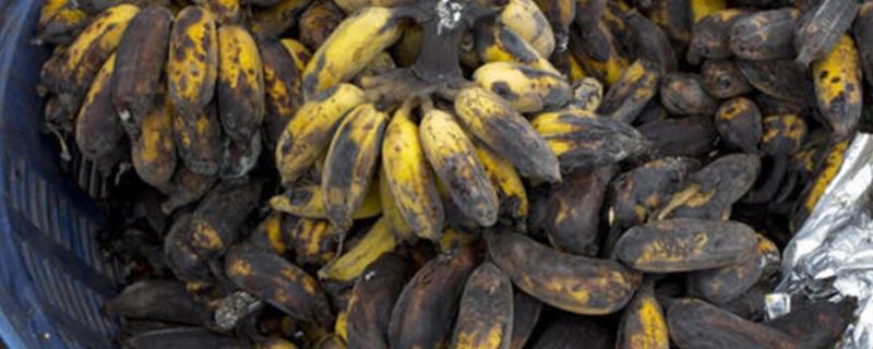 香蕉水烂的原因，肥水不当或采收后清洗不当均会导致