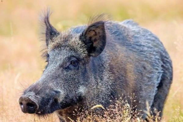 疣猪和野猪有什么区别，疣猪是野猪里面的一个品种
