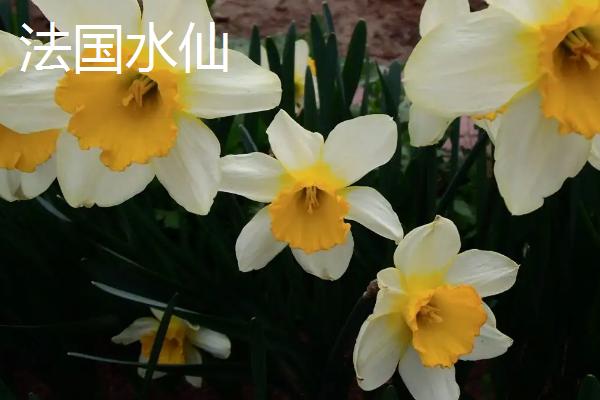 水仙花品种介绍，品种众多观赏价值都极高