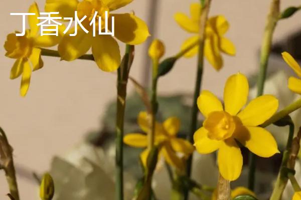 水仙花品种介绍，品种众多观赏价值都极高