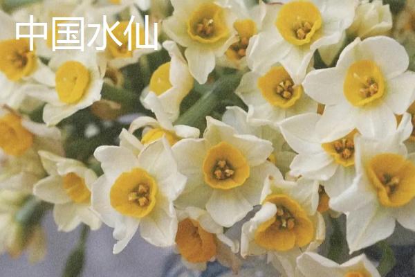 水仙花品种介绍，品种众多观赏价值都极高