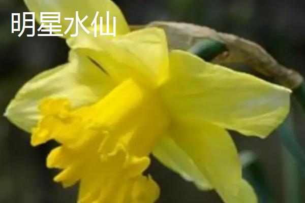 水仙花品种介绍，品种众多观赏价值都极高
