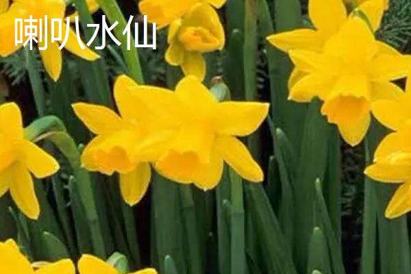 水仙花品种介绍，品种众多观赏价值都极高