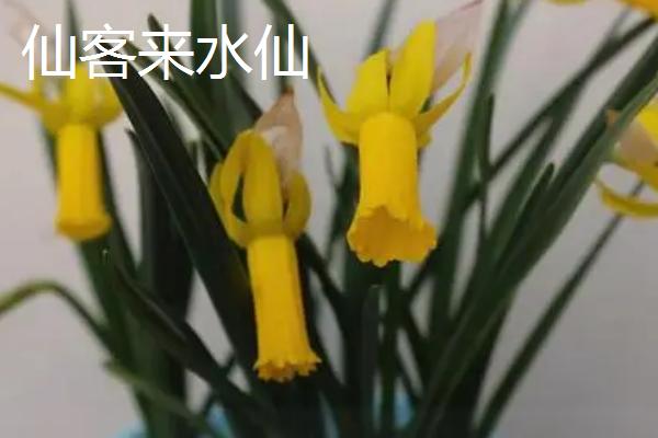 水仙花品种介绍，品种众多观赏价值都极高