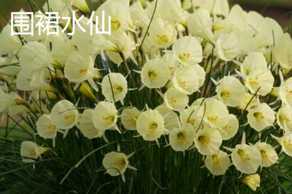 水仙花品种介绍，品种众多观赏价值都极高