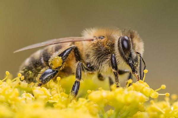 西方蜜蜂简介，是数量最庞大的蜜蜂之一